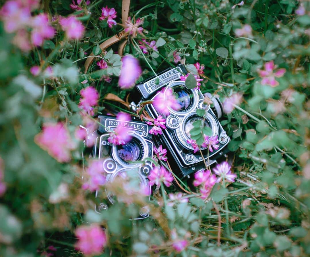 国分真央のインスタグラム：「. 今年の夏終わりに 二眼レフを買う計画をしています🌿 (@urbansoul00 さんと @wagnus を巻き込んで。笑)  ⁡久しぶりに中判カメラ使いたい ◯」