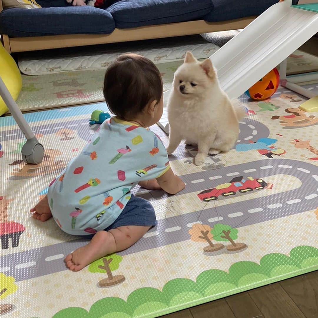 のインスタグラム：「やさ丸くんに話しかけられたこはなちゃん。  なんちゅー顔してるのw  2人は面白い関係ですw  #やさ丸 #こはな #ポメラニアン」