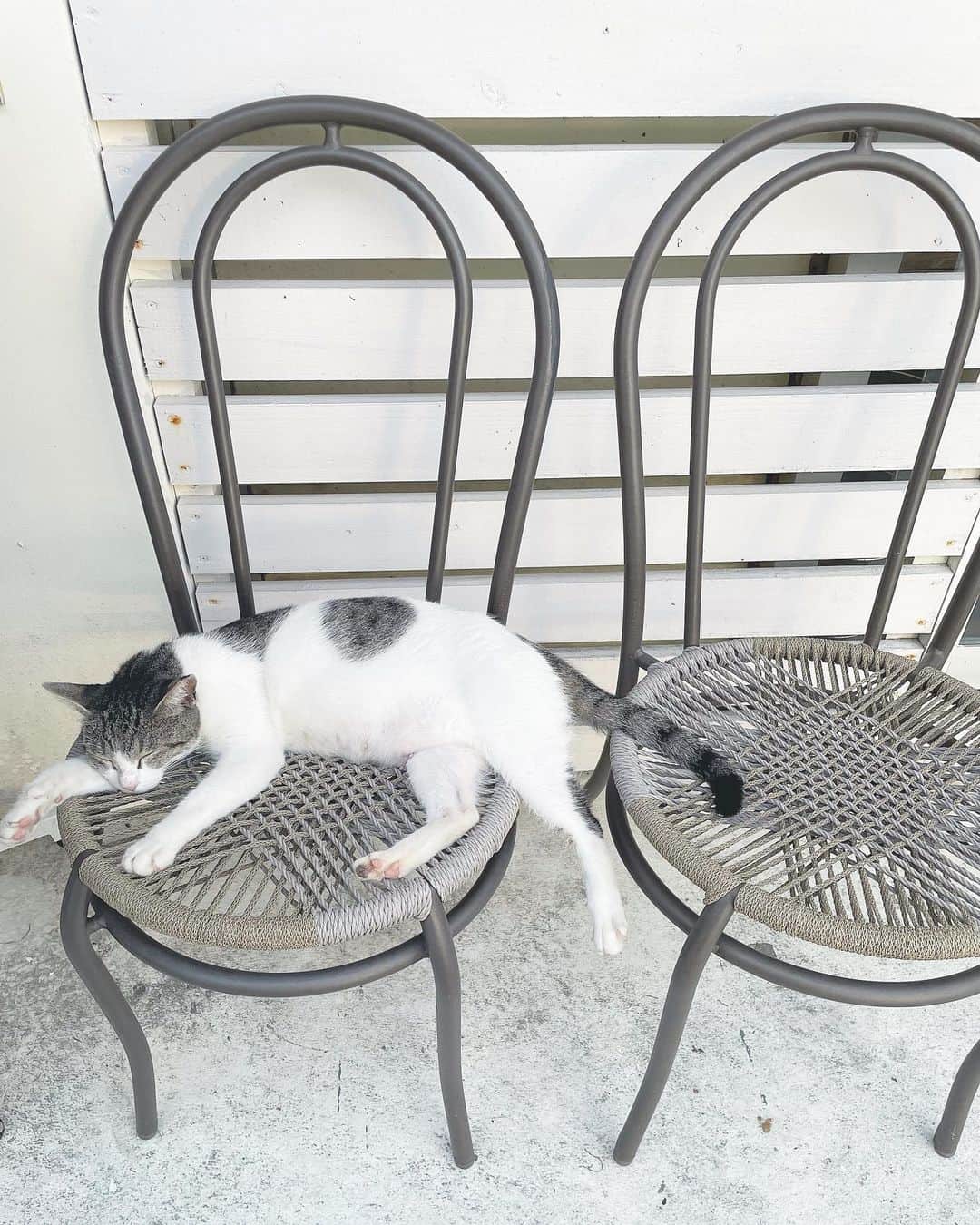 傳谷英里香のインスタグラム：「. ジブリの猫の恩返しを観てから 猫に出会ったらかたっぱしから 話しかけてた小学1年生の時を、 街で見かけたこの子で思い出した🐈」