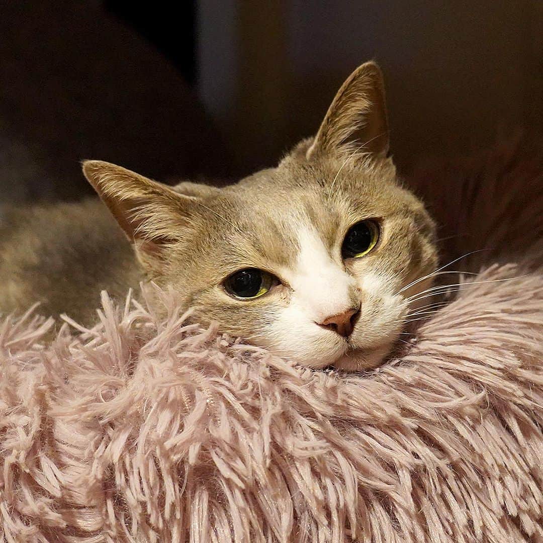 モアレ & クリエのインスタグラム：「眠いと、こう。  #モアクリ #moacrie #ねこ #猫 #cat #catsagram #ねこすたぐらむ #にゃんすたぐらむ #猫のいる暮らし #ねこのいる生活」