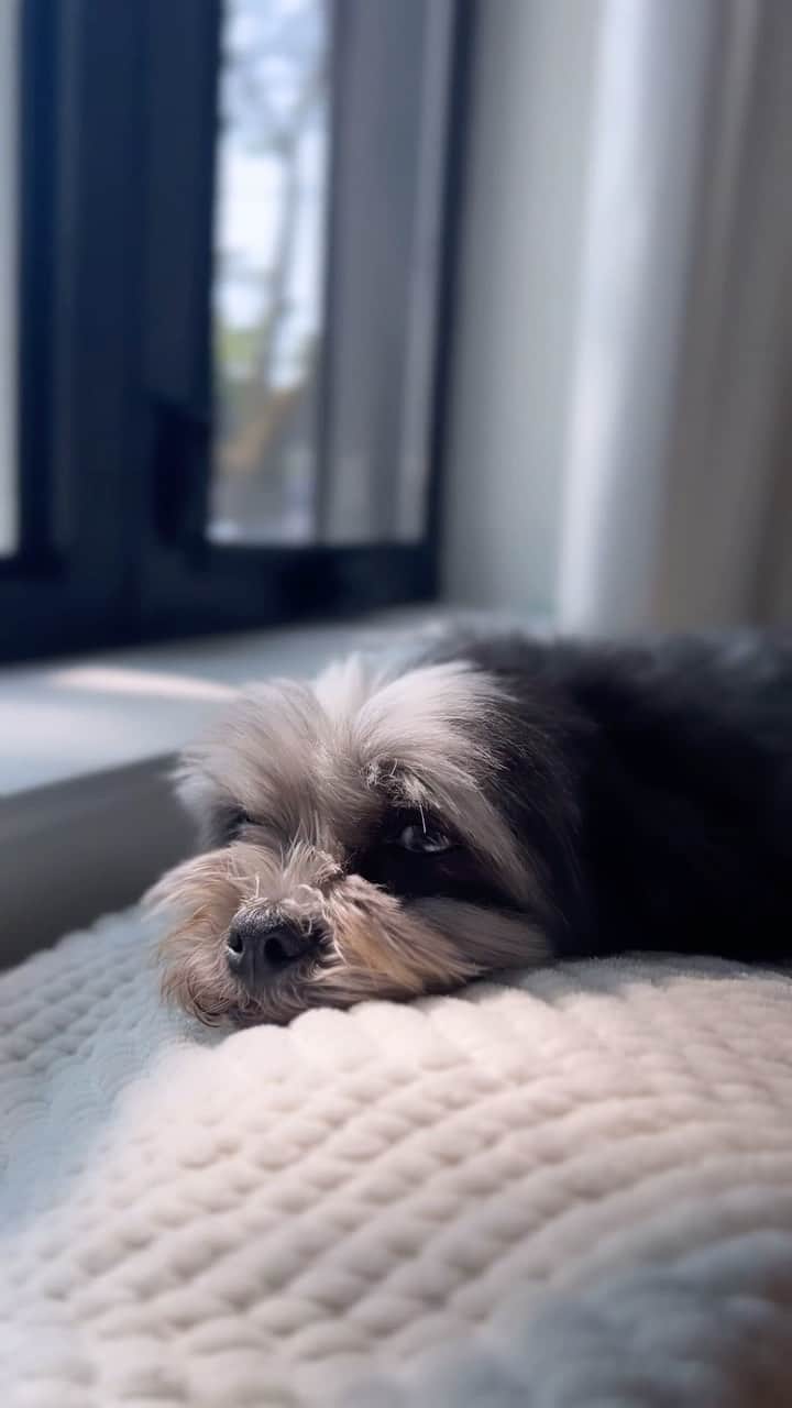 ローラ・ヴァンダーヴォートのインスタグラム：「My ❤️ @frankie_blueeyes」