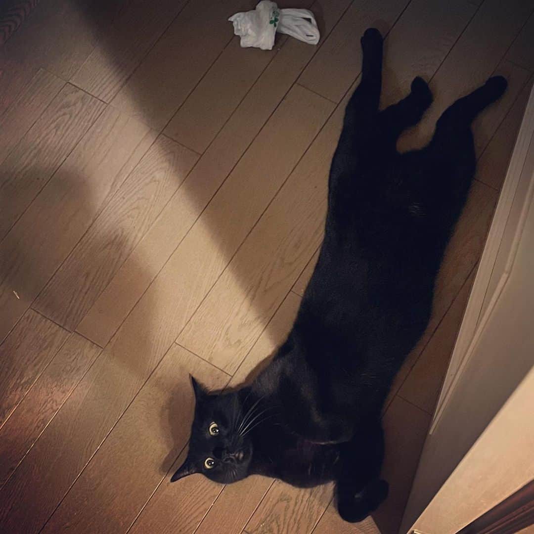 澤田友美のインスタグラム：「. あざとい　がいきすぎると わざとらしい　になるね😹‼︎ あえて足元できづきてもらえるようにどこでもふと転がって、わざとらしい遠増しにかまちょなジジ。 あーーーーーかわいいw @gigi_and_witch」