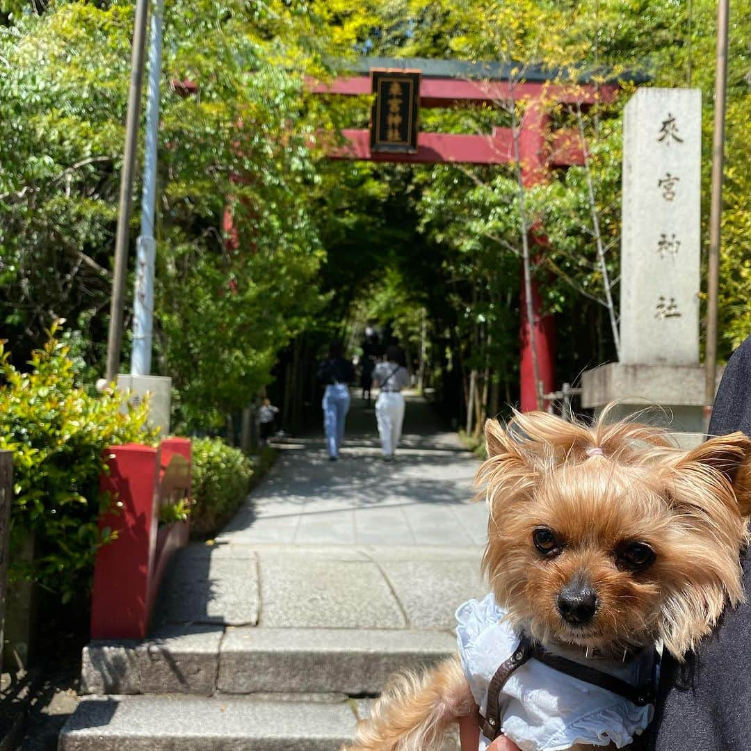 Rubyさんのインスタグラム写真 - (RubyInstagram)「📸2023.5.4 📍来宮神社 @kinomiyajinjya  🐶ペット同伴参拝可  ペットとお詣りできるありがたい神社⛩️  カフェがオシャレメニューあったり 映えスポットがあったり インスタに力入れていたりして とにかく若者がいっぱい居てびっくり。 映える神社だけど とっても気の良い神社でした。  映えるスポットは人混み行列すごかったので スルーしてきちゃいました。 並ぶの苦手です。  また今度空いている時に訪問したい。  #yorkie #yorkshireterrier #ヨーキー #ヨークシャテリア #来宮神社 #来宮神社パワースポット #来宮神社の大楠 #吉方位 #吉方位旅行」7月5日 21時34分 - ruby_the_yorkie