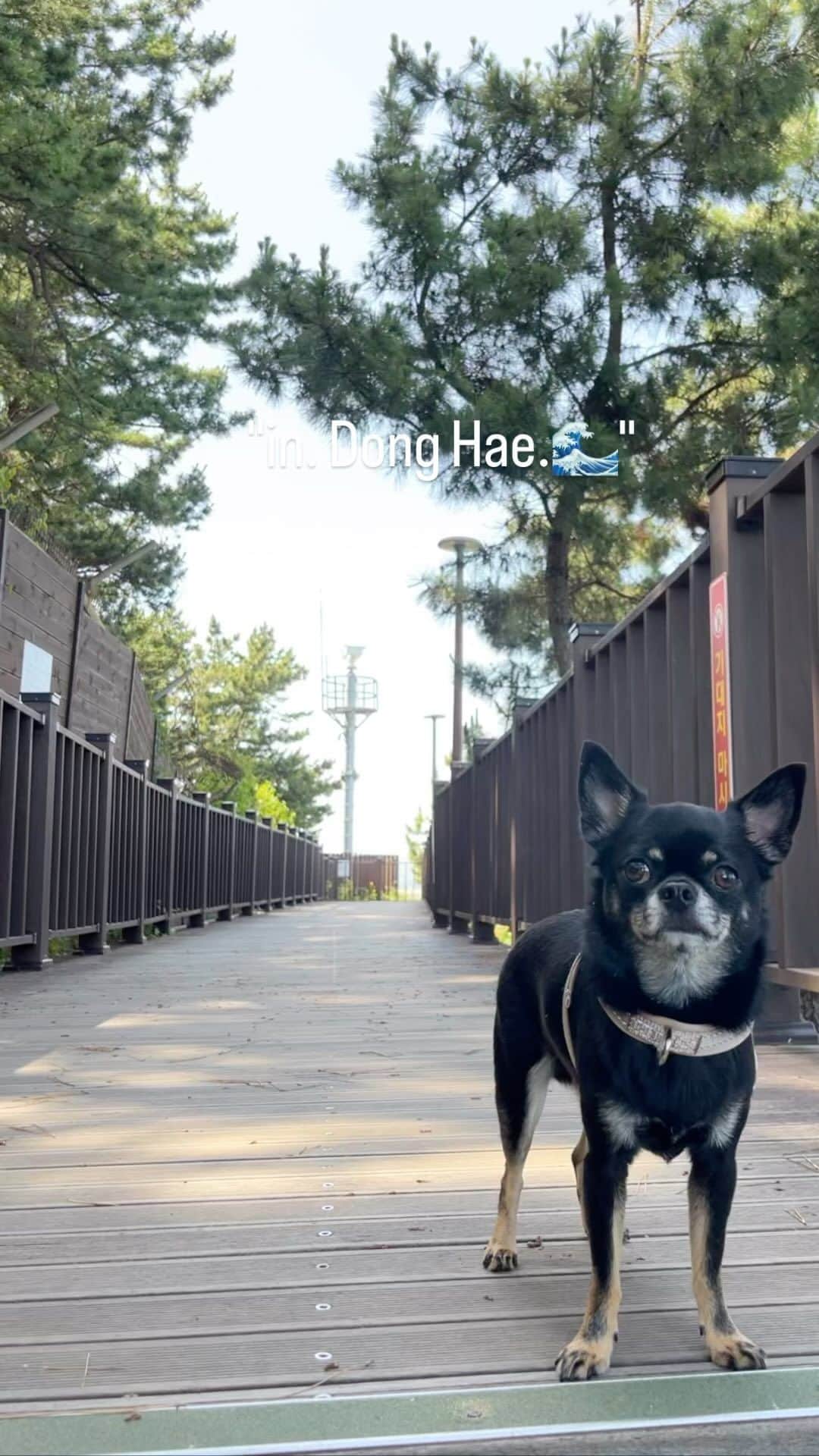 シン・ゴウンのインスタグラム：「신땅콩과 함께하는 동해life.🌞🌳🌊🐾🎶」