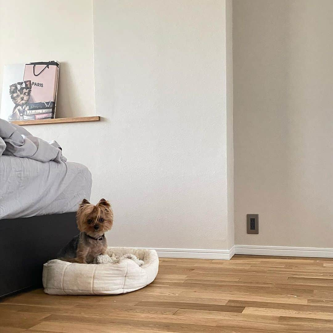 Rubyさんのインスタグラム写真 - (RubyInstagram)「📸2023.5.6  お散歩拒否子ちゃん  #yorkie #yorkshireterrier #ヨーキー #ヨークシャテリア」7月5日 22時10分 - ruby_the_yorkie