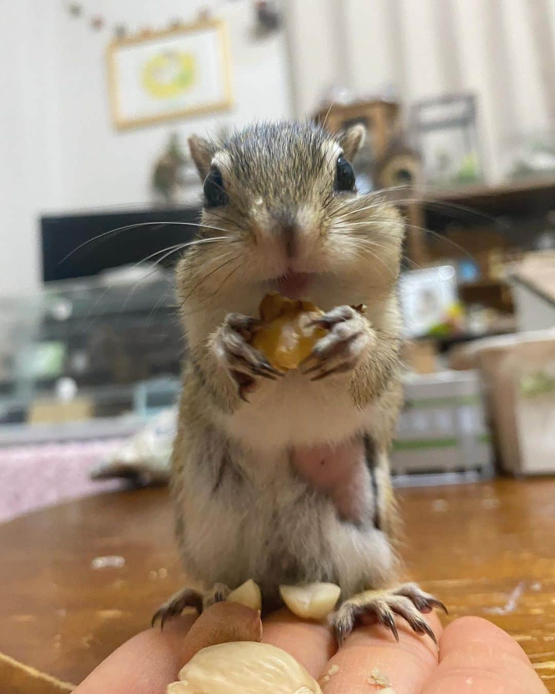 peace_0322のインスタグラム：「#リス#シマリス#ふわもこ部 今日も良いお顔😆」