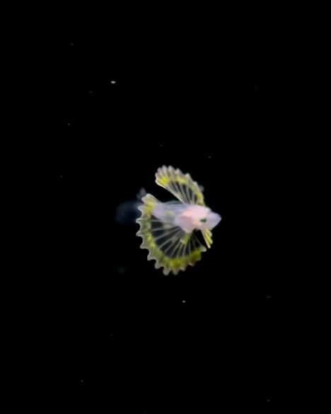 Padgramのインスタグラム：「“Baby lion fish” 😍😍😍😍  🎥:@pedrovalenciam  #pgdaily #pgstar#pgcounty #sea #planetgo#planet #planetearth #amazing #awesome #nature  #lionfish #lionfishhunting #sealife #underwaterlife #underwaterworld #aquariumfish #fishlover #seafish #seaworld」