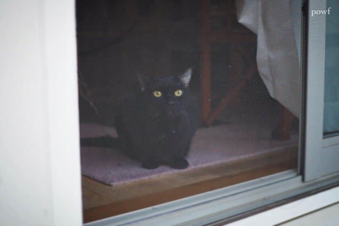 anemone_69のインスタグラム：「🐈‍⬛ . #ハカセとキョウジュ #窓辺のハカセとキョウジュ #blackcat #黒猫 #cat #猫 #保護猫 . . .」