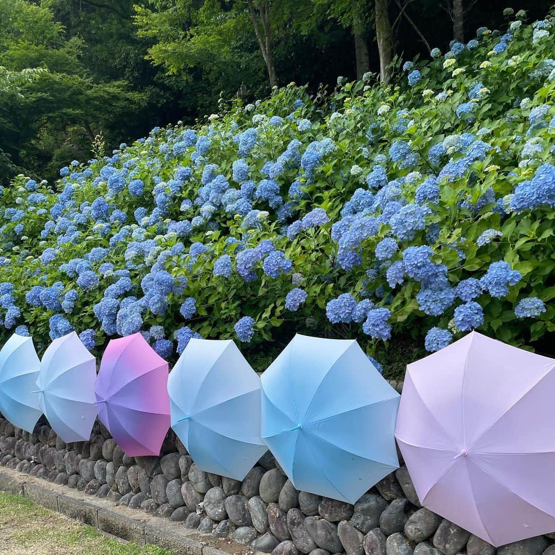 白木愛奈さんのインスタグラム写真 - (白木愛奈Instagram)「梅雨空に映える紫陽花💠  湿度を好む花で、曇りや雨の日の方が色が美しくでるそうなんです！ 今年は紫陽花たくさん見に行けました〜😊  不安定な空模様が続いていますが… まもなく真夏がやってきますね！！！✨️」7月5日 22時34分 - shiraki_mana