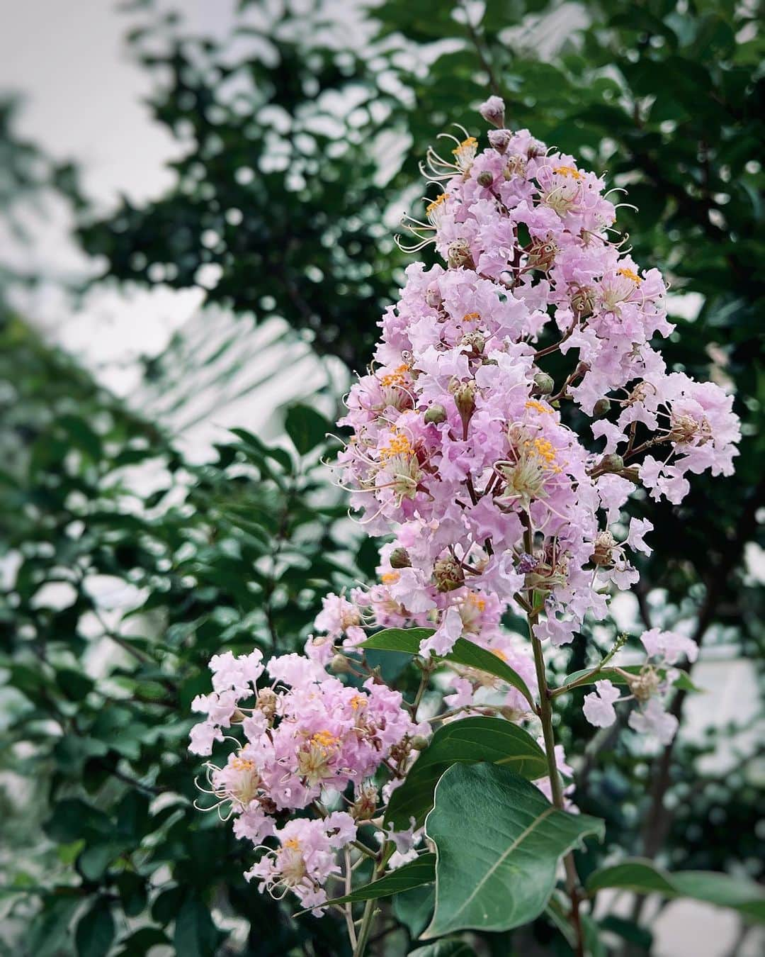 sunday_722のインスタグラム：「* * 束の間の 雨上がり * これ以上 大雨が降らないように 祈ります。 * * Device: iPhone13pro APPs: Snapseed/RNIFilms * #classicsmagazine #ShotOniPhone13pro #ShotOniPhone #百日紅 #ultimate_streets #flower_power  #flowersofinstagram  #flower_daily  #flower_igers  #flowers #SPiCollective  #ig_streetphotography  #streetphotographer  #exklusive shot  #royalsnappingartists #ig_photooftheday  #mobgraphyworld #worldmobilephotography #streetphotographer #tv_pointofview #mobiography #streetgallerymagazine #igworldclub_street #street_avengers #ultimate_streets #rsa_streetview #spicollective #ultimate_streets #jj_mobilephotography」