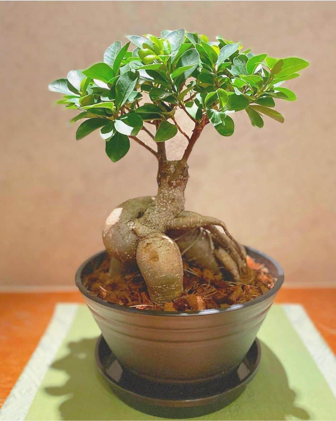 祥吉さんのインスタグラム写真 - (祥吉Instagram)「がじゅまるの木 3年ほど育てたがじゅまるさんをおしゃれな鉢に植え替えました これからもがじゅまる特有の樹形を楽しみたいです  #がじゅまる #がじゅまるの木  #鉢 #植え替え」7月5日 23時35分 - akoshokichi