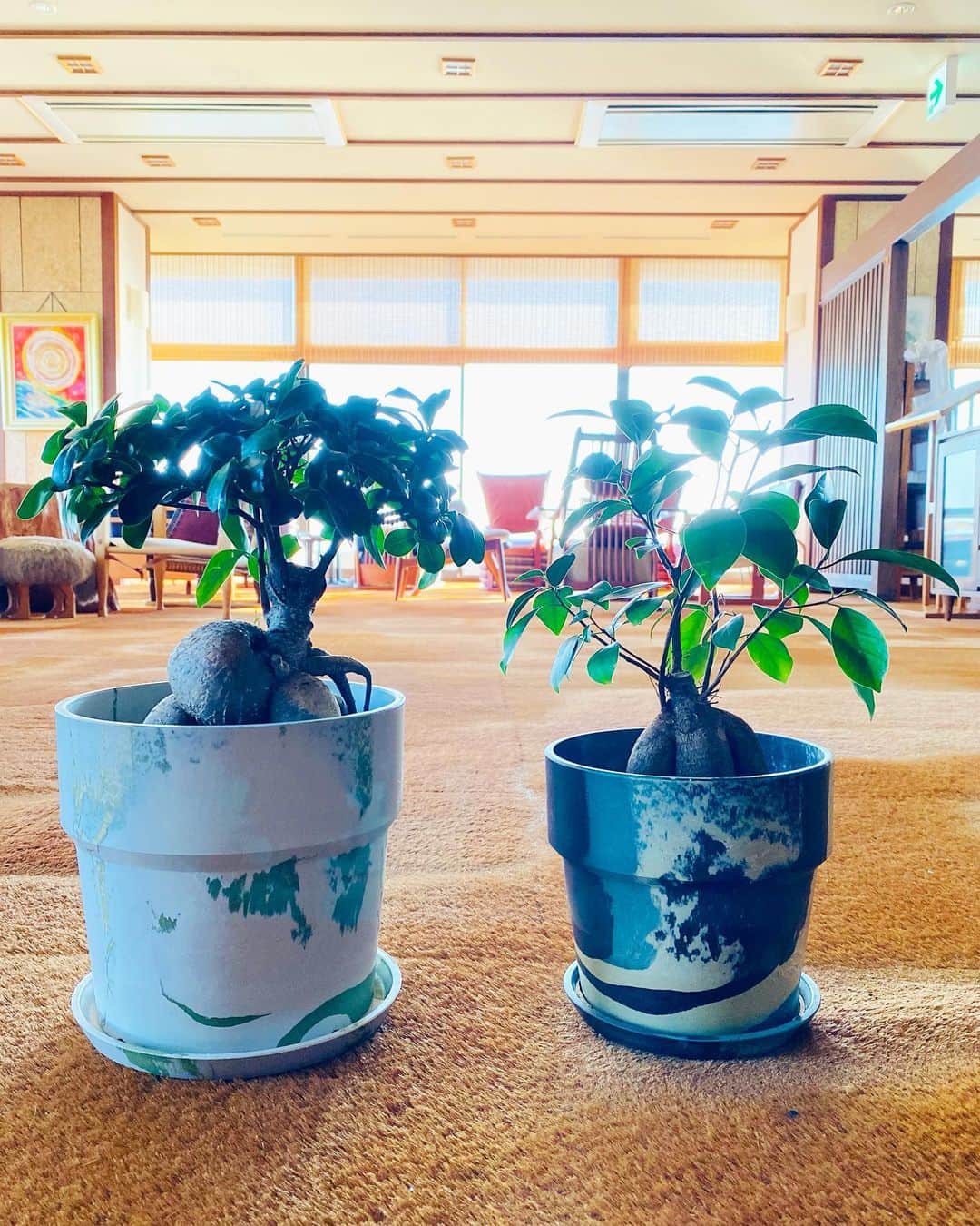 祥吉さんのインスタグラム写真 - (祥吉Instagram)「がじゅまるの木 3年ほど育てたがじゅまるさんをおしゃれな鉢に植え替えました これからもがじゅまる特有の樹形を楽しみたいです  #がじゅまる #がじゅまるの木  #鉢 #植え替え」7月5日 23時35分 - akoshokichi