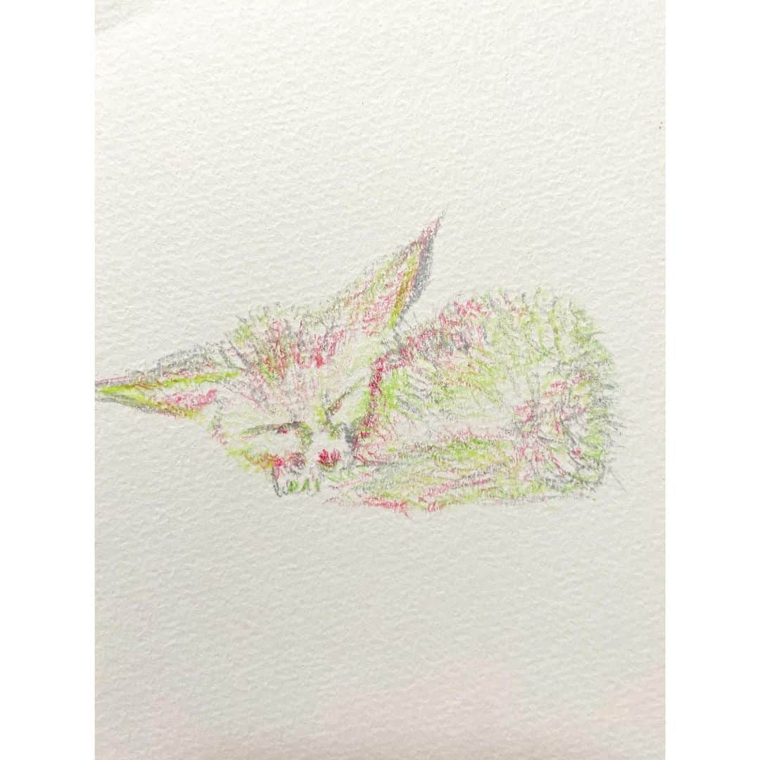 中田絢千のインスタグラム：「😪#fennec #えをかくあやか」