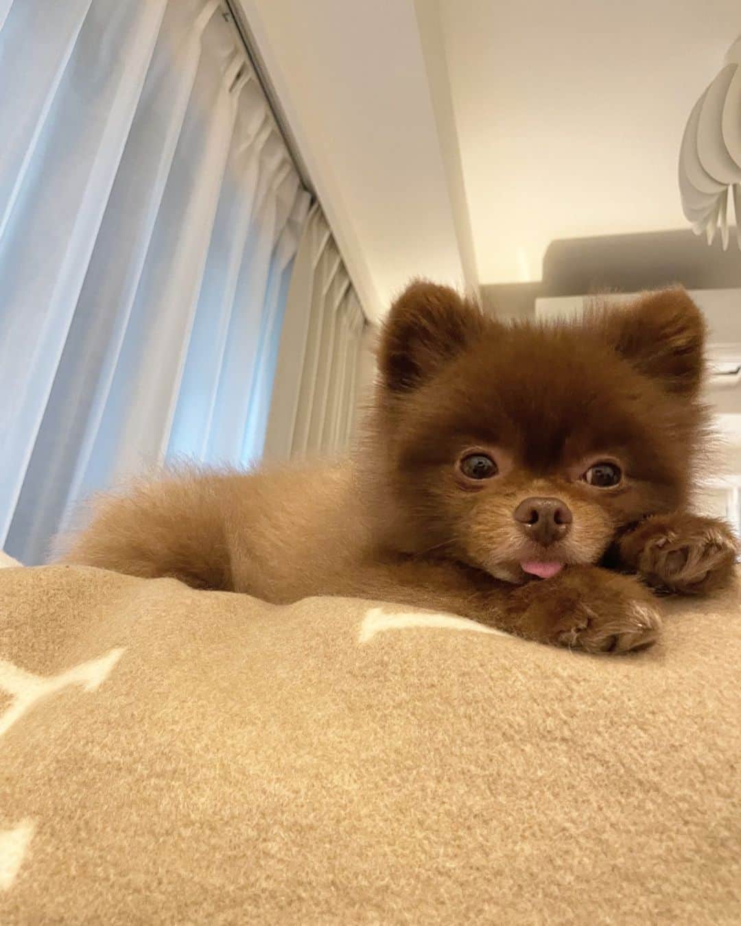 山本月のインスタグラム：「このチャーちゃんお気に入りだから載せる💕 とってもかわいい。毎日癒しをありがとう🧸  #ポメラニアン」