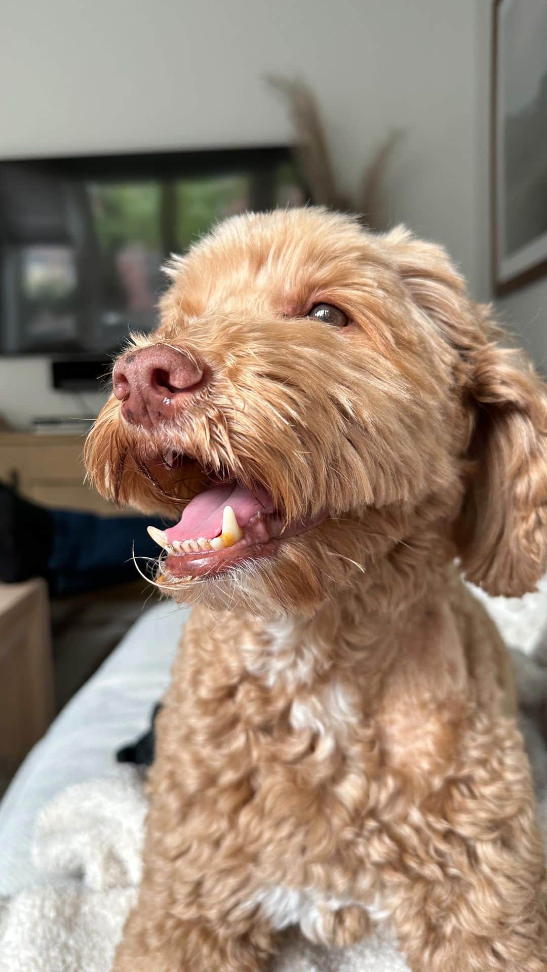 テイラー・ヒルのインスタグラム：「The other day I looked up the meaning of the name Tate and I read it meant cheerful and bright. That’s exactly what Tate was. He was always so happy and full of life. At 9 years old people would ask me if Tate was a puppy and they would be shocked when I told them he was not. Even when he was in the hospital he was still so happy. I could tell he was in pain but his spirit never wavered. All his doctors and nurses loved him and would tell me how sweet and what a good boy he is. The light he brought me in my life is something so unique and I’m so grateful I got to experience brightness like that. Tate was silly and sassy and I swear to god he spoke English. Or at least he tried, but I know he could fully understand me when I spoke to him. We had our own language and he saw me for who I really am. All the good and all the bad and he loved me unconditionally regardless. I learned how to love because of Tate. He taught me how to be a kinder, better person. Dogs are wonderful and special beings and they can teach us so much if we’re willing to pay attention and learn. So thank you Tate for all you taught me I will carry it with me forever and I will always have you with me in my heart I know it. I hope we get to meet again soon and I will miss you so much until we do. I love you Tate. ❤️」