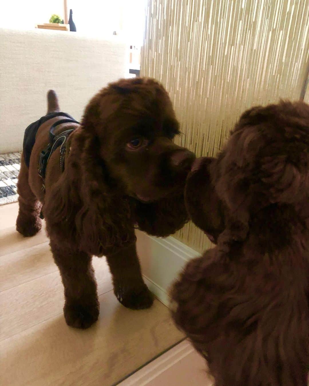 イマン・アブドゥルマジドのインスタグラム：「I’m cute, I’m snuggly and I’m all that and a bag of tasty treats #MotivationalMars #LifeWithzmars」