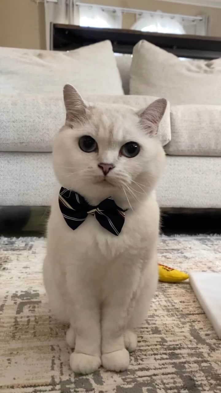 ミスター・ホワイトのインスタグラム：「Handsome? ☕️   #cats cat #catsofinstagram #love #coffee #coffeeboy #iloafyou」