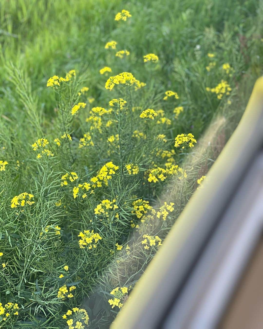 織田千穂さんのインスタグラム写真 - (織田千穂Instagram)「いすみ鉄道旅🚃 国吉駅🚉を再び出発して… 次に降りた駅は… 「大多喜駅🚉」 * 駅前でレンタサイクル🚲を借りて出発💨 行ったのは4月🌸だったので 鯉のぼり🎏がいっぱいいた♡  🚃いすみ鉄道旅　5/9🚃  #いすみ鉄道 #最近の鉄活 #鉄道 #駅舎 #鉄分補給 #鉄道好きな人と繋がりたい #電車 #instatrip #train #最近の鉄活 #途中下車 #列車旅 #菜の花 #房総 #大多喜駅 #鯉のぼり」7月6日 12時53分 - chihoda