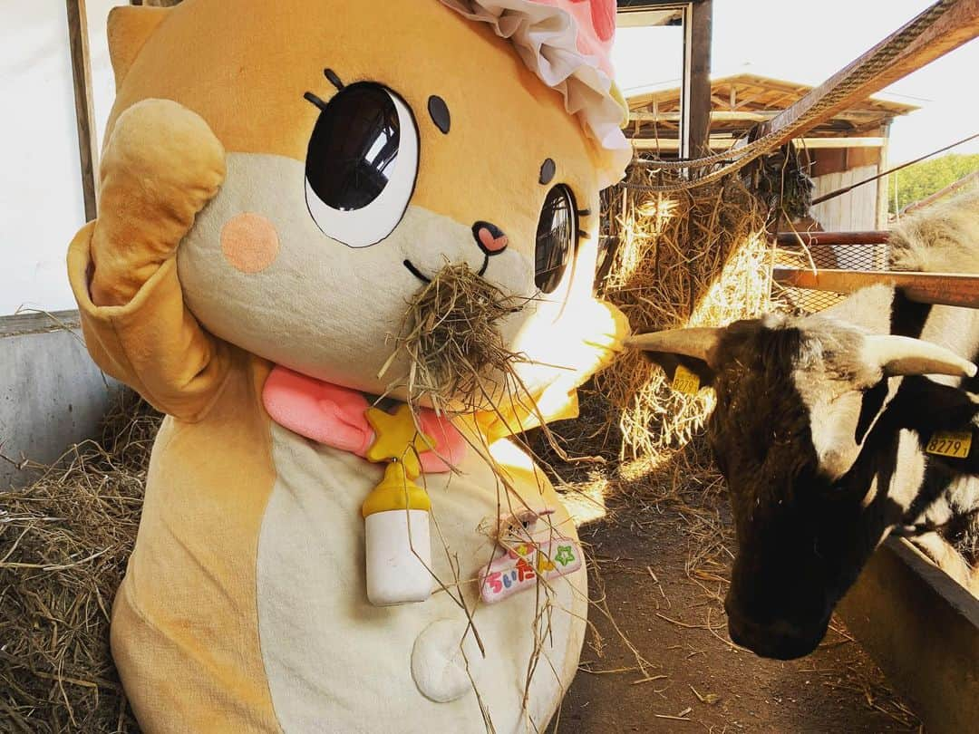 ちぃたん☆さんのインスタグラム写真 - (ちぃたん☆Instagram)「牛ちゃんとランチタイムですっ☆ちぃたん☆ですっ☆  Lets go eat lunch!! #サラダ記念日 #ご飯 #ゆるキャラ #ちぃたん」7月6日 13時49分 - chiitan7407