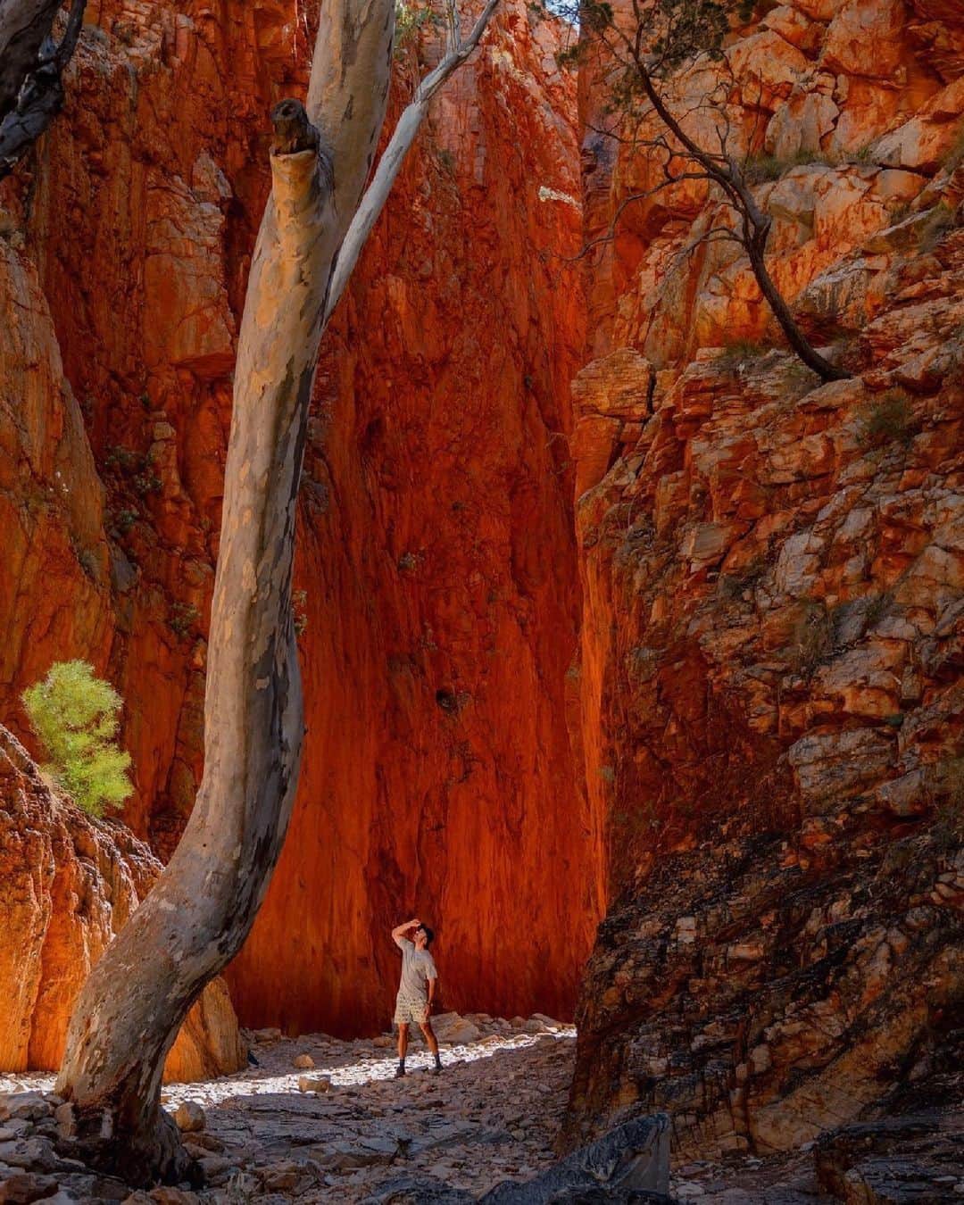 Australiaのインスタグラム：「Between a rock and a gorge-ous place in @ntaustralia 🧡 Cheers to our mate @bryanhynes_ for sharing this stunning snap of Angkerle Atwatye (@angkerlestandleychasm). You'll find this magical spot in Tjoritja (#WestMacDonnellNationalPark), just an hour from Mparntwe (#AliceSprings). It's worthy of a visit at any time of day; however, it's particularly mesmerising around noon on a sunny day, when light enters the chasm, and the towering walls glow red in the midday sun. Tip: to make the most of your visit to this part of #RedCentreNT, join a tour with @aatkings. #seeaustralia #comeandsaygday #ntaustralia #visitcentralaus」