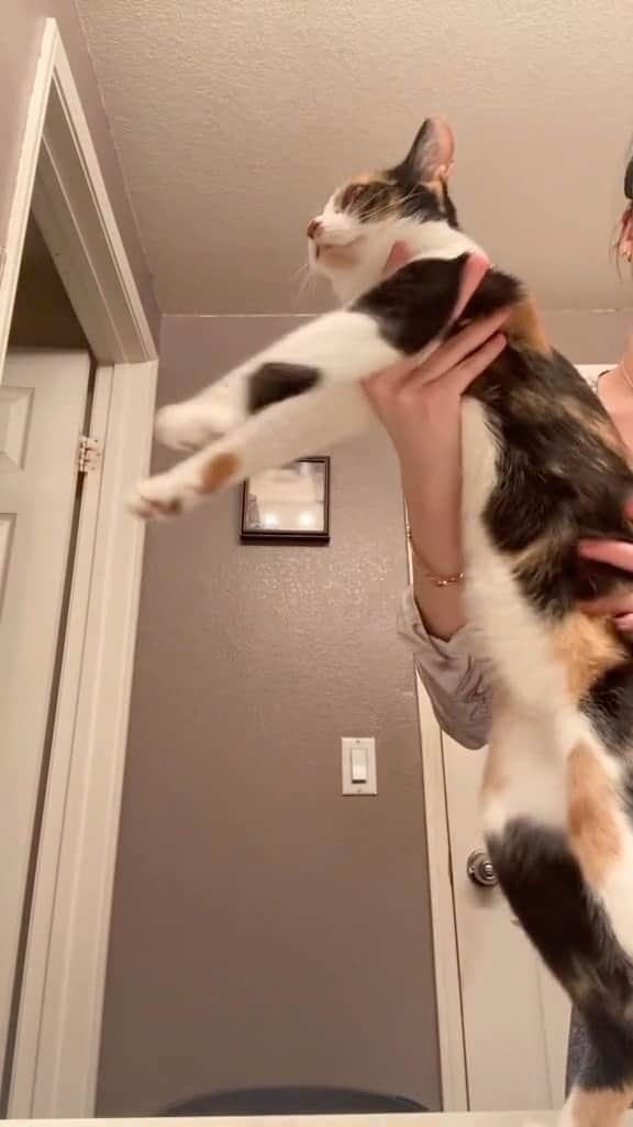 のインスタグラム：「cats are so tired of us humans😭  Credit: beautiful lovenunini (tt) ** For all crediting issues and removals pls 𝐄𝐦𝐚𝐢𝐥 𝐮𝐬 ☺️  𝐍𝐨𝐭𝐞: we don’t own this video/pics, all rights go to their respective owners. If owner is not provided, tagged (meaning we couldn’t find who is the owner), 𝐩𝐥𝐬 𝐄𝐦𝐚𝐢𝐥 𝐮𝐬 with 𝐬𝐮𝐛𝐣𝐞𝐜𝐭 “𝐂𝐫𝐞𝐝𝐢𝐭 𝐈𝐬𝐬𝐮𝐞𝐬” and 𝐨𝐰𝐧𝐞𝐫 𝐰𝐢𝐥𝐥 𝐛𝐞 𝐭𝐚𝐠𝐠𝐞𝐝 𝐬𝐡𝐨𝐫𝐭𝐥𝐲 𝐚𝐟𝐭𝐞𝐫.  We have been building this community for over 6 years, but 𝐞𝐯𝐞𝐫𝐲 𝐫𝐞𝐩𝐨𝐫𝐭 𝐜𝐨𝐮𝐥𝐝 𝐠𝐞𝐭 𝐨𝐮𝐫 𝐩𝐚𝐠𝐞 𝐝𝐞𝐥𝐞𝐭𝐞𝐝, pls email us first. **」