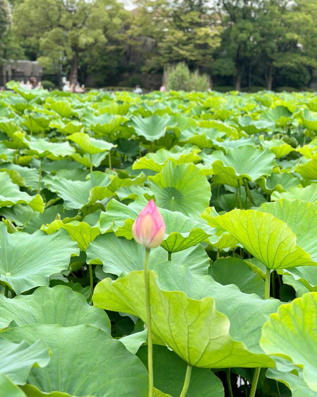 山崎陽子さんのインスタグラム写真 - (山崎陽子Instagram)「蓮華 友だちと不忍池の蓮を見に🪷 #kimono #芭蕉布 #番匠花合  #きびその帯#星列#藤田織物 #八寸帯好き #生皮苧  #道明 #冠組 #ナンタケットバスケット  #上野好き 池之端という地名も好き」7月6日 6時08分 - yhyamasaki