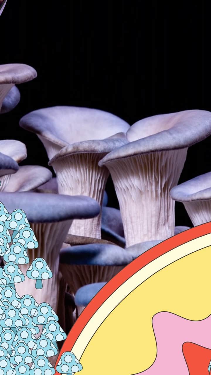 ウィズ・カリファのインスタグラム：「Why are 🍄 🍄 🍄 so misunderstood??  Mushrooms are a naturally occurring powerhouse of nutrition, flavor and wellness. The impact they have on the earth and human health is the reason why we all exist🤯」