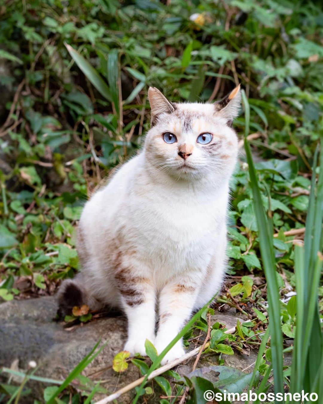 simabossnekoさんのインスタグラム写真 - (simabossnekoInstagram)「・ キリッとみんないいお顔😸✨ They are very handsome cats❣️ Swipeしてね←←←←🐾  5枚目の投稿は動画です。 The 5th post is video.  ・ #しまねこ #島猫 #ねこ #にゃんすたぐらむ #猫写真 #cats_of_world #catloversclub #pleasantcats #catstagram #meowed #ig_japan #lumixg9 #過去pic」7月6日 7時30分 - simabossneko
