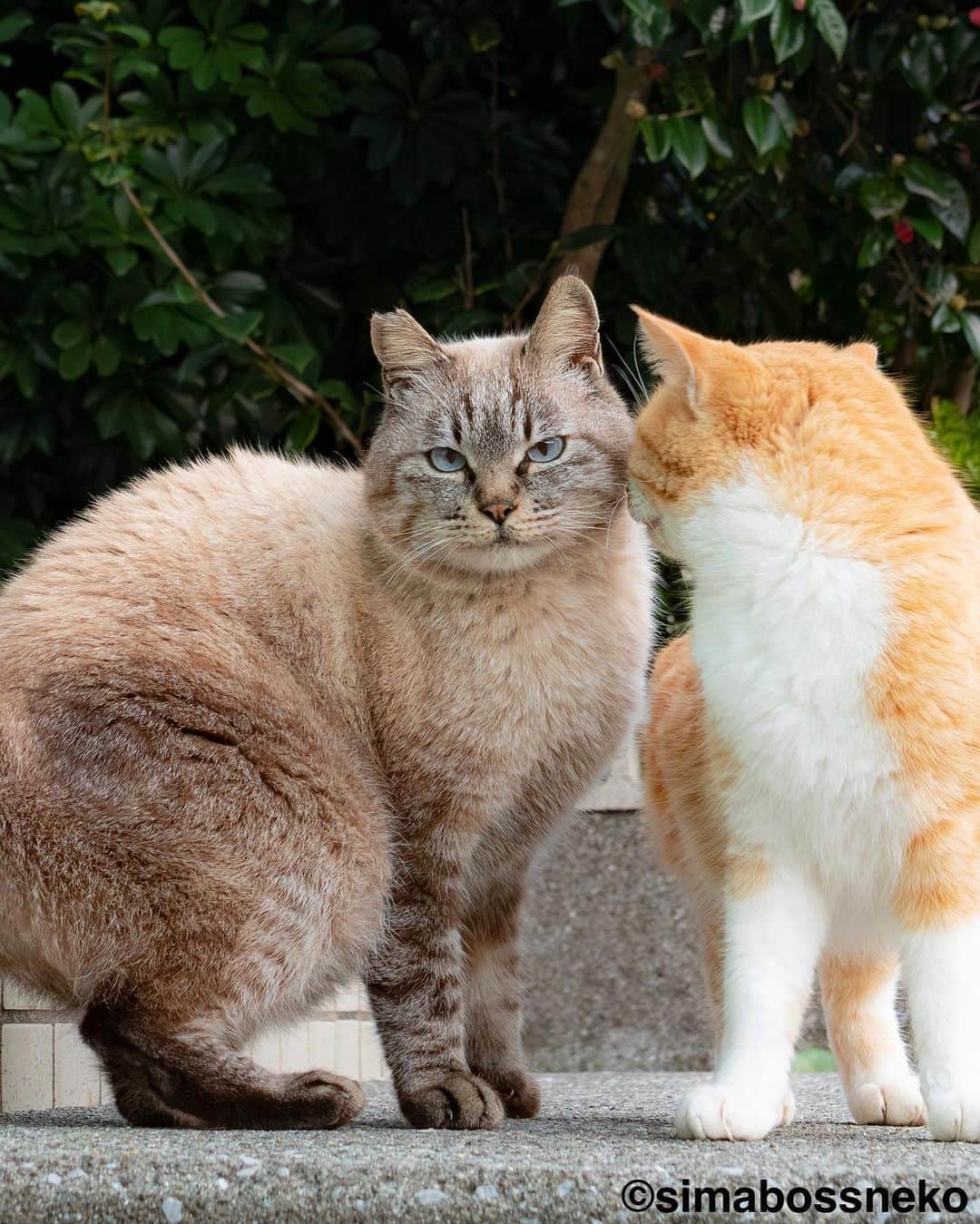 simabossnekoさんのインスタグラム写真 - (simabossnekoInstagram)「・ キリッとみんないいお顔😸✨ They are very handsome cats❣️ Swipeしてね←←←←🐾  5枚目の投稿は動画です。 The 5th post is video.  ・ #しまねこ #島猫 #ねこ #にゃんすたぐらむ #猫写真 #cats_of_world #catloversclub #pleasantcats #catstagram #meowed #ig_japan #lumixg9 #過去pic」7月6日 7時30分 - simabossneko