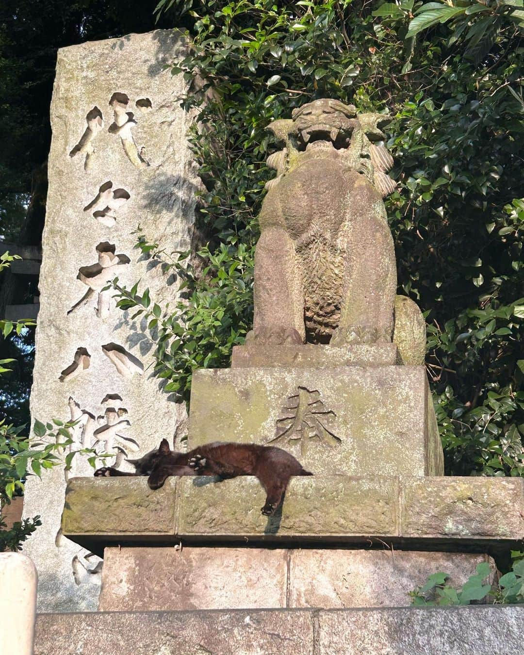 河中あいのインスタグラム：「代々木八幡宮でお昼寝ネコちゃん🐈‍⬛ とっても気持ちよさそう♡ 肉球が可愛すぎた☺️  #代々木八幡宮#お昼寝」