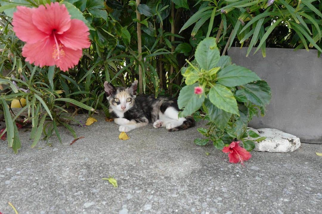 のインスタグラム：「. 久高島のかわいこちゃん。 ロックバンドのボーカルみたい。」