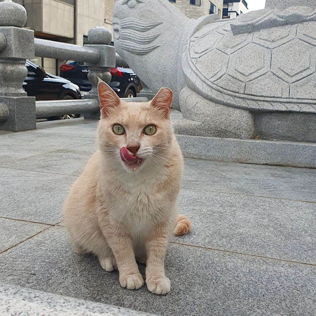 ひいな凜さんのインスタグラム写真 - (ひいな凜Instagram)「近所のワンワンと猫ちゃんたち🐕🐾🐈  最近の癒し🤍 毎日の散歩コースになってる🌳  #韓国在住#韓国情報#韓国生活#大田在住#日韓夫婦#テジョン#猫のいる暮らし#猫好き#ねこ好きさんと繋がりたい#냥집사#냥스타그램#길고양이#강아지일상#한일부부#국제커플」7月6日 8時35分 - ina_im_ina