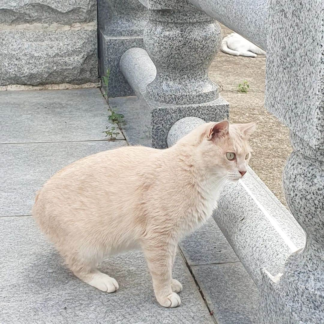 ひいな凜さんのインスタグラム写真 - (ひいな凜Instagram)「近所のワンワンと猫ちゃんたち🐕🐾🐈  最近の癒し🤍 毎日の散歩コースになってる🌳  #韓国在住#韓国情報#韓国生活#大田在住#日韓夫婦#テジョン#猫のいる暮らし#猫好き#ねこ好きさんと繋がりたい#냥집사#냥스타그램#길고양이#강아지일상#한일부부#국제커플」7月6日 8時35分 - ina_im_ina