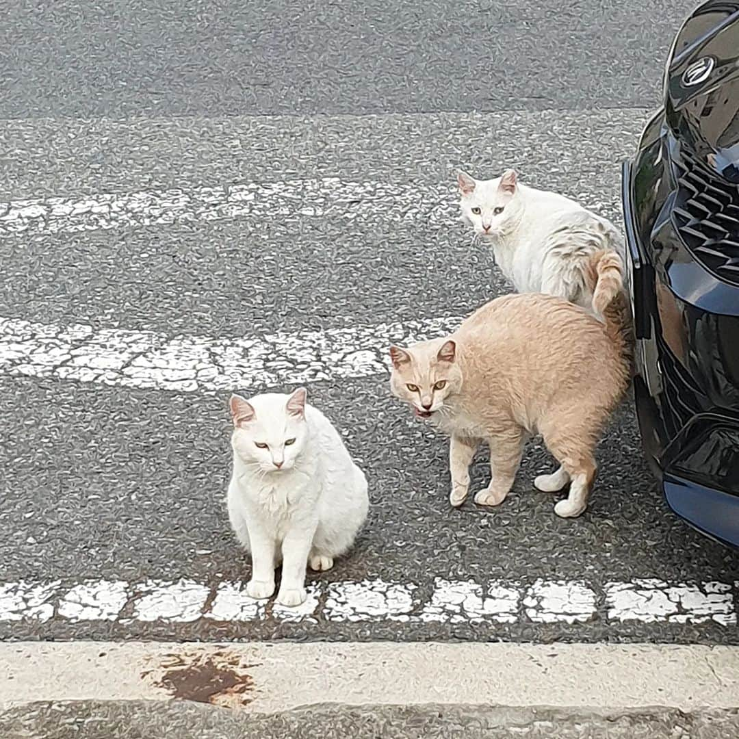 ひいな凜さんのインスタグラム写真 - (ひいな凜Instagram)「近所のワンワンと猫ちゃんたち🐕🐾🐈  最近の癒し🤍 毎日の散歩コースになってる🌳  #韓国在住#韓国情報#韓国生活#大田在住#日韓夫婦#テジョン#猫のいる暮らし#猫好き#ねこ好きさんと繋がりたい#냥집사#냥스타그램#길고양이#강아지일상#한일부부#국제커플」7月6日 8時35分 - ina_im_ina