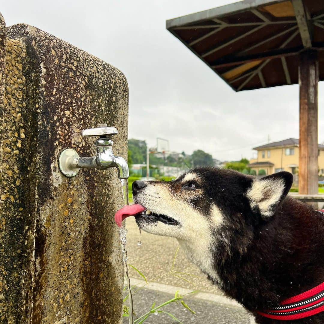 小川博永のインスタグラム：「今朝は涼しくて散歩が捗ったけど、日中は猛暑予想だそうで。  #ししまる爺さん  #今朝まる #ししまる #dog #dogs #柴犬 #黒柴」