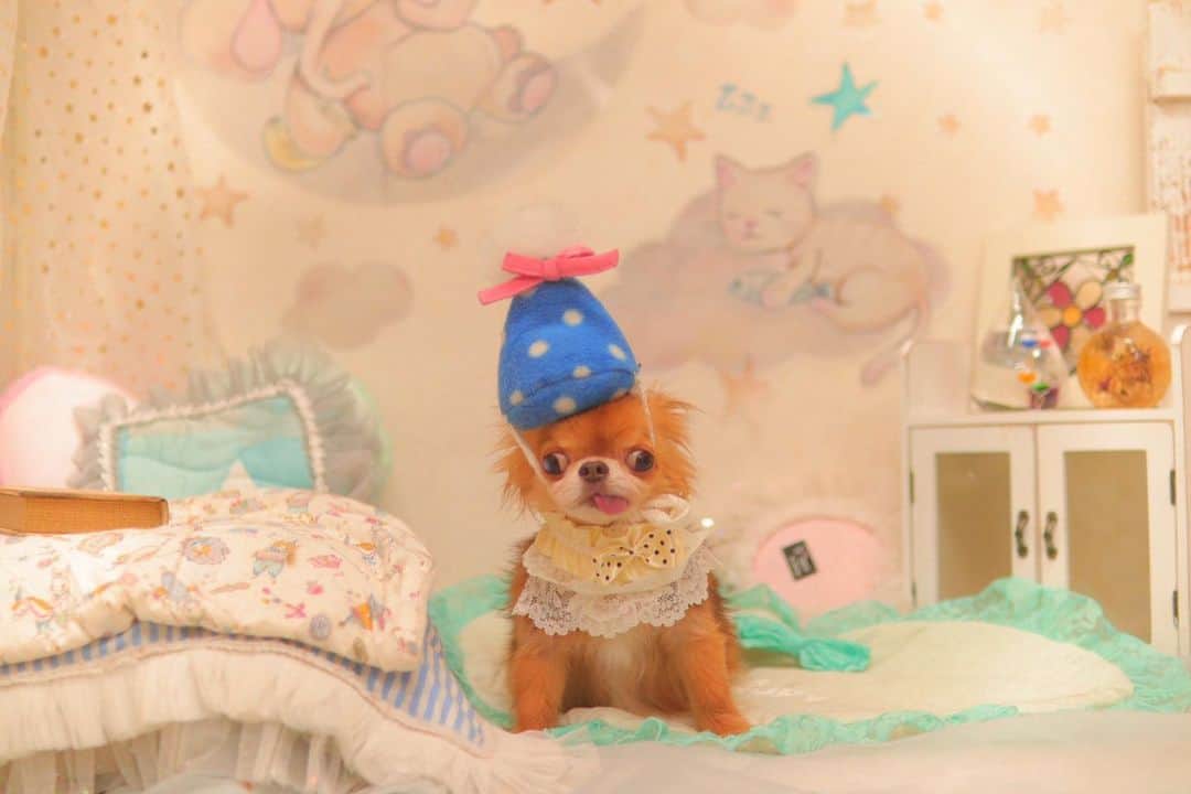 kayoのインスタグラム：「* * * ママ ボク6歳だよ🌰 * * 前投稿で くりお5歳になりましたって、思いっきり間違えました😅 * * くりお6月5日で 6歳になりました🎂 * * もう、自分の年齢もパッと答えれないのと一緒…笑笑 * * 📸by @dogsalon_motto  * * kulio🤎 * * #チワワ #chihuahua #トリミングフォト #年齢 #あやふや問題 #パッと聞かれて #パッと出てこない #これってあるある？ * * *」