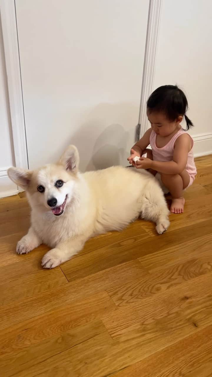 Winston the White Corgiのインスタグラム：「Who’s potty training who」