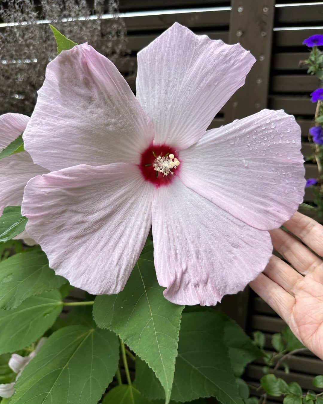 研ナオコのインスタグラム：「兄夫婦から貰ったアメリカフヨウ　こんなに大きく綺麗に咲きました🌸 あっ、間違えました💦北海道音更のおばあちゃんのお庭から分けてもらったアメリカフヨウでした🌸」
