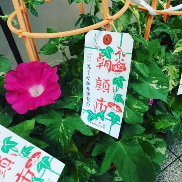 下関マグロのインスタグラム：「入谷の朝顔市が始まりました。7月6、7、8日と今日から土曜日までやっています。 ＃朝顔まつり  ＃朝顔市」