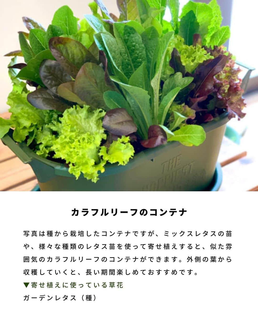 LOVEGREEN -植物と暮らしを豊かに。さんのインスタグラム写真 - (LOVEGREEN -植物と暮らしを豊かに。Instagram)「ハーブと野菜を使ったセンスのいい寄せ植えをご紹介します♪  ハーブと野菜の寄せ植えが庭やベランダにあると、こまめに収穫して料理に使えてとても便利ですよ。  テーマを決めて作ると、見た目にも美しく、収穫できる実用的な寄せ植えになりますよ^^  #寄せ植え　#ポタジェ　#ハーブ　#植物のある暮らし　#花のある暮らし　#ガーデニング　#ガーデニングライフ　#家庭菜園」7月6日 10時11分 - lovegreen_official