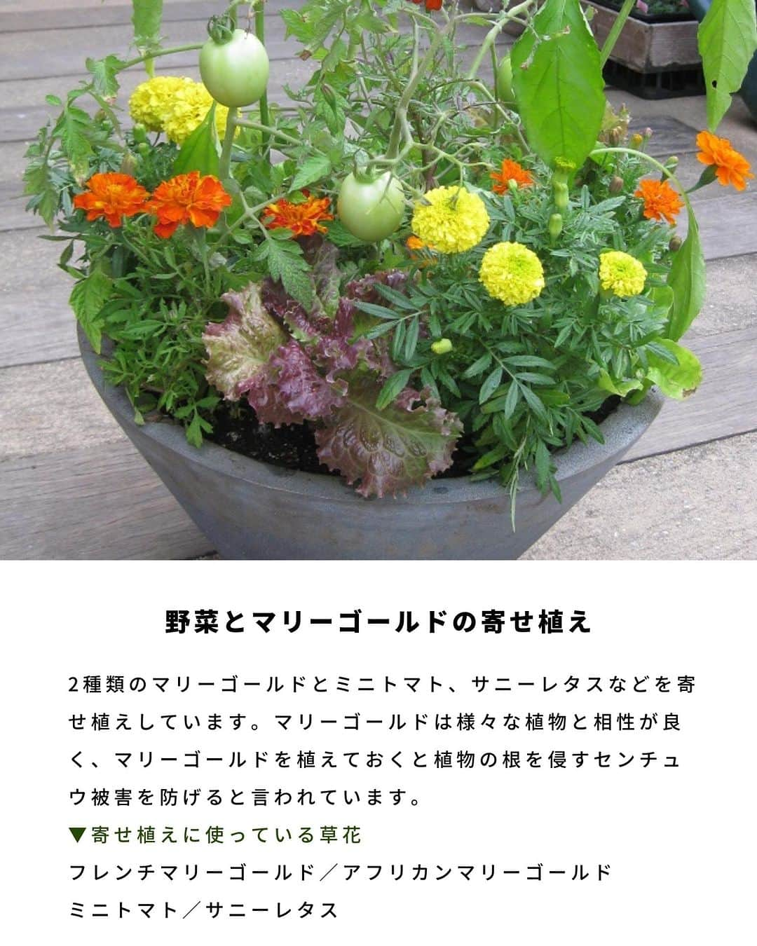 LOVEGREEN -植物と暮らしを豊かに。さんのインスタグラム写真 - (LOVEGREEN -植物と暮らしを豊かに。Instagram)「ハーブと野菜を使ったセンスのいい寄せ植えをご紹介します♪  ハーブと野菜の寄せ植えが庭やベランダにあると、こまめに収穫して料理に使えてとても便利ですよ。  テーマを決めて作ると、見た目にも美しく、収穫できる実用的な寄せ植えになりますよ^^  #寄せ植え　#ポタジェ　#ハーブ　#植物のある暮らし　#花のある暮らし　#ガーデニング　#ガーデニングライフ　#家庭菜園」7月6日 10時11分 - lovegreen_official