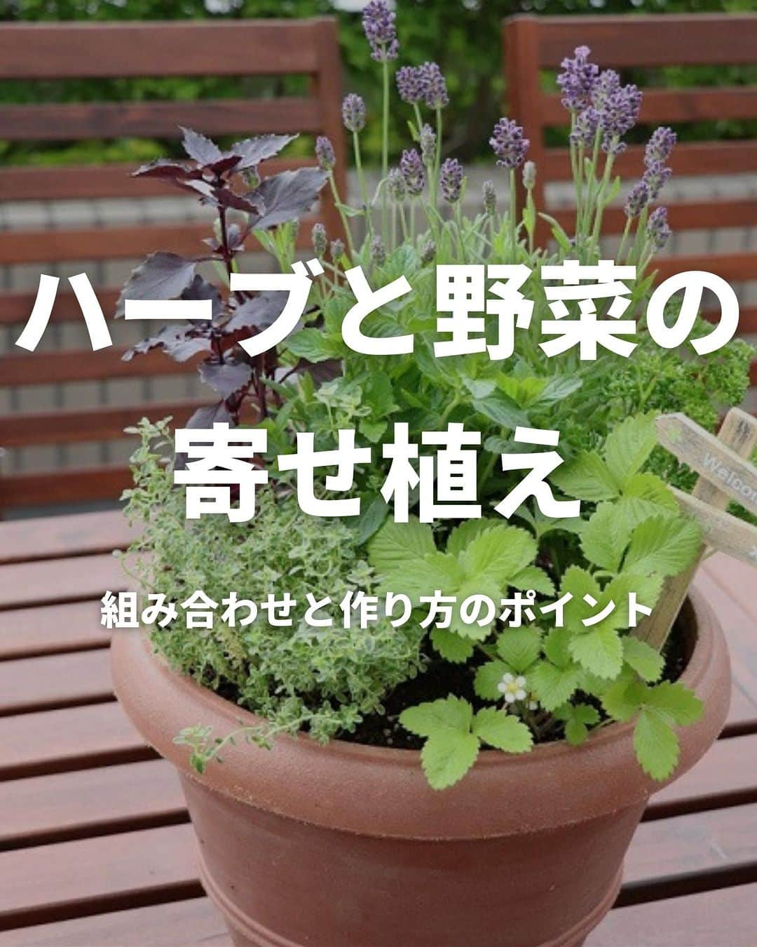 LOVEGREEN -植物と暮らしを豊かに。さんのインスタグラム写真 - (LOVEGREEN -植物と暮らしを豊かに。Instagram)「ハーブと野菜を使ったセンスのいい寄せ植えをご紹介します♪  ハーブと野菜の寄せ植えが庭やベランダにあると、こまめに収穫して料理に使えてとても便利ですよ。  テーマを決めて作ると、見た目にも美しく、収穫できる実用的な寄せ植えになりますよ^^  #寄せ植え　#ポタジェ　#ハーブ　#植物のある暮らし　#花のある暮らし　#ガーデニング　#ガーデニングライフ　#家庭菜園」7月6日 10時11分 - lovegreen_official