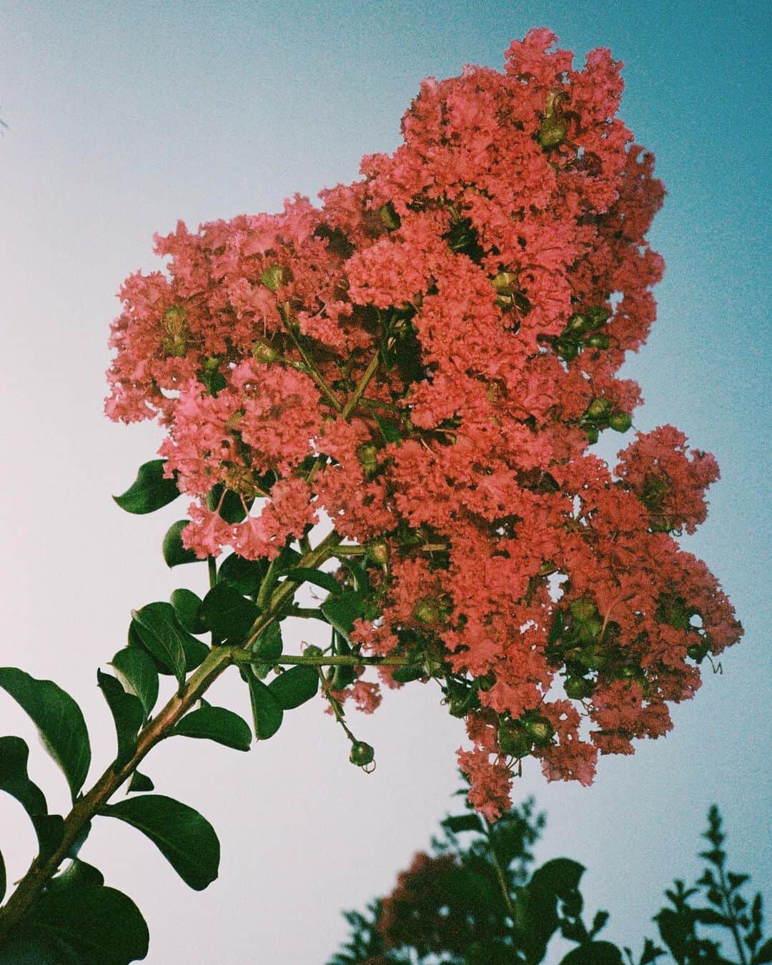 のインスタグラム：「some things i saw in savannah 🎞️」
