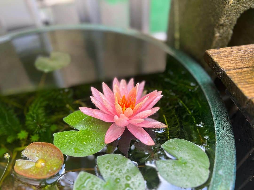 金成公信さんのインスタグラム写真 - (金成公信Instagram)「咲いたよ！美しいね！💚」7月6日 10時36分 - bonsai_chiba