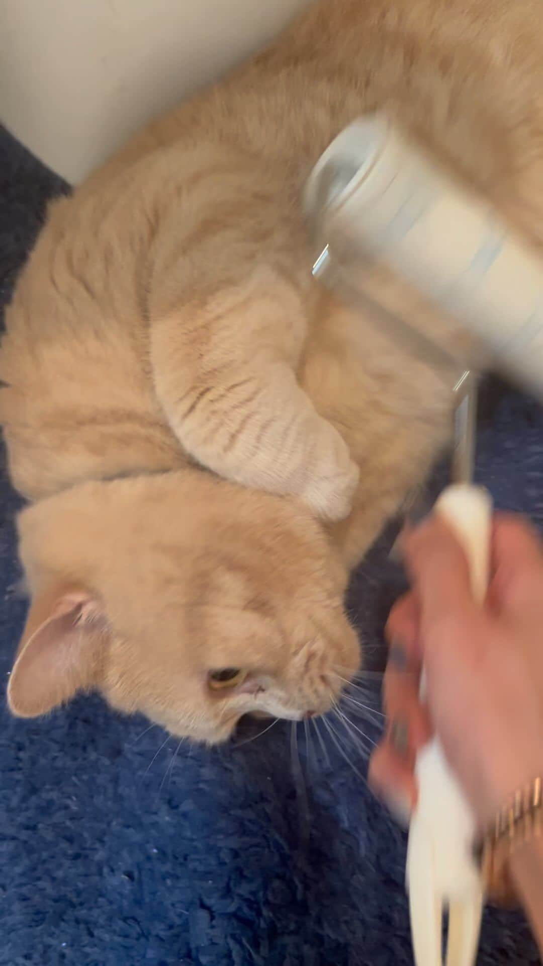 赤西涼のインスタグラム：「おはぷに😊 今朝はコロコロがお気に召した様子のらいち先生🐱 渋谷さん6日目もよろしくお願いします❣️」