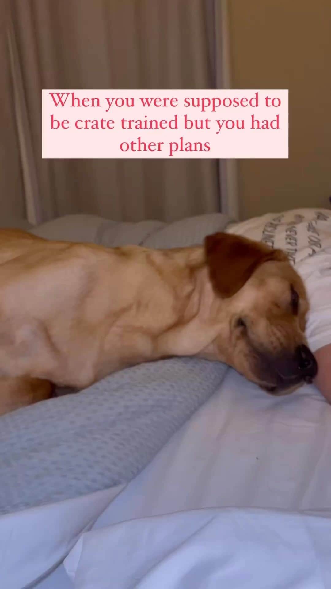 DogsOf Instagramのインスタグラム：「No saying no to that face @billieandgus_ 🥹 This one’s for all those who once said “no dogs on the bed” and ended up here #noregrets」