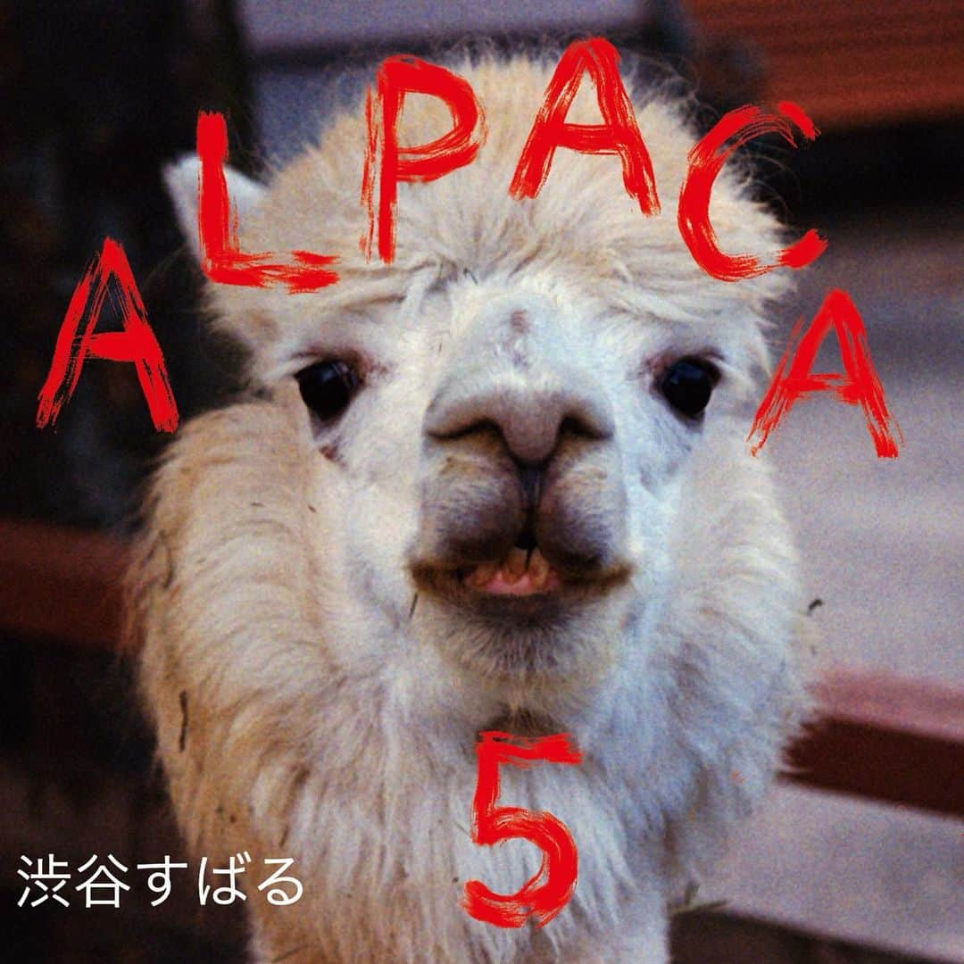 渋谷すばる（公式）のインスタグラム：「限定ミニアルバム『#ALPACA5』2023年8月16日リリース決定💿  【#渋谷すばる×TOWER RECORDS『すば基地〜The Secret base〜Vol.1』POP UP SHOP】開催を記念して、 2023年8月16日に限定ミニアルバム 『ALPACA 5』をリリースいたします‼️  #ALPACA5 #アルパカ #聴いてやー」