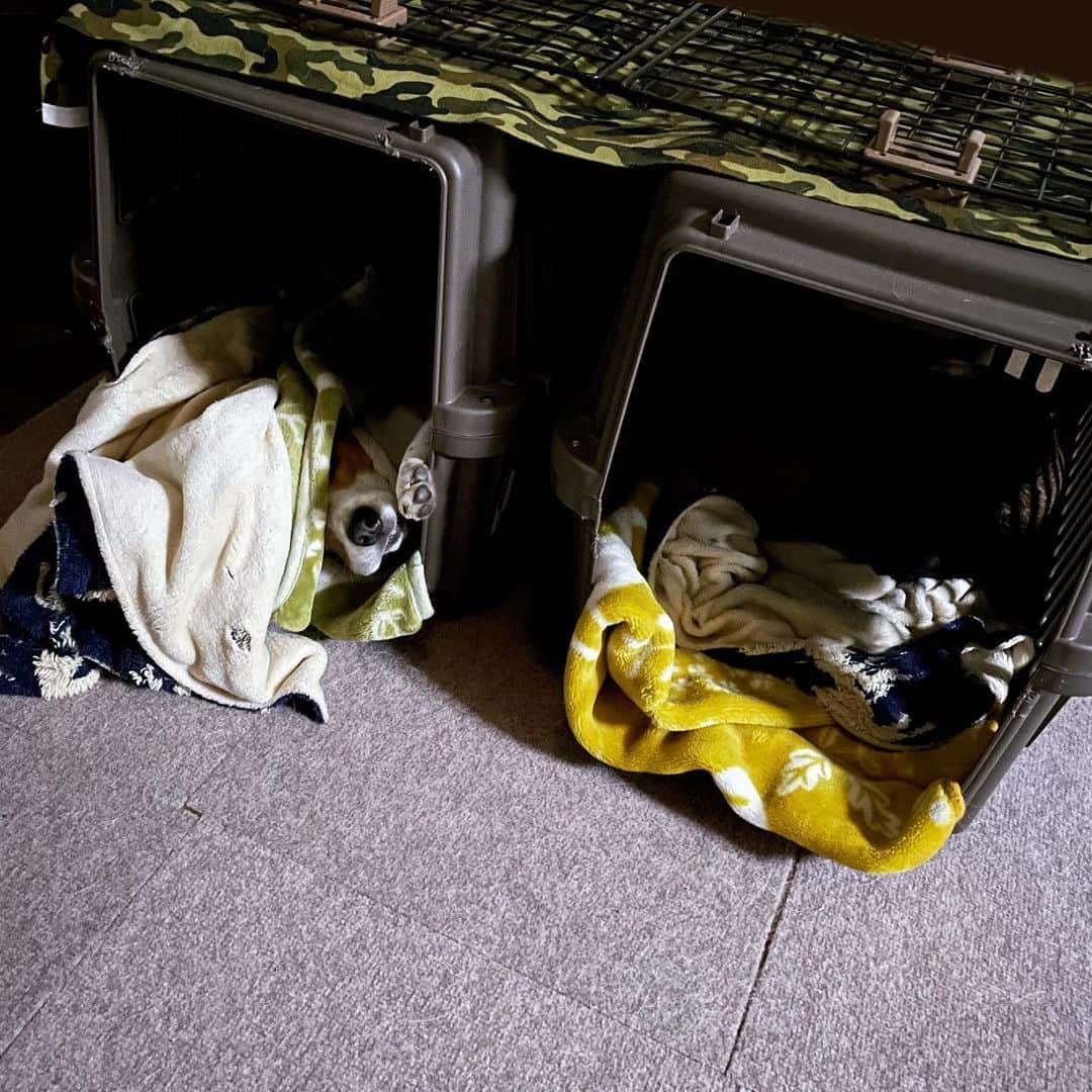 スティーヴン★スピルハンバーグさんのインスタグラム写真 - (スティーヴン★スピルハンバーグInstagram)「日常4コマーぬと 巣の奥いーぬとタルみーぬ  #4コマ#パンダと犬#犬かわいい#犬#ビーグル#スティーヴンスピルハンバーグ」7月6日 12時07分 - steven_spielhamburg