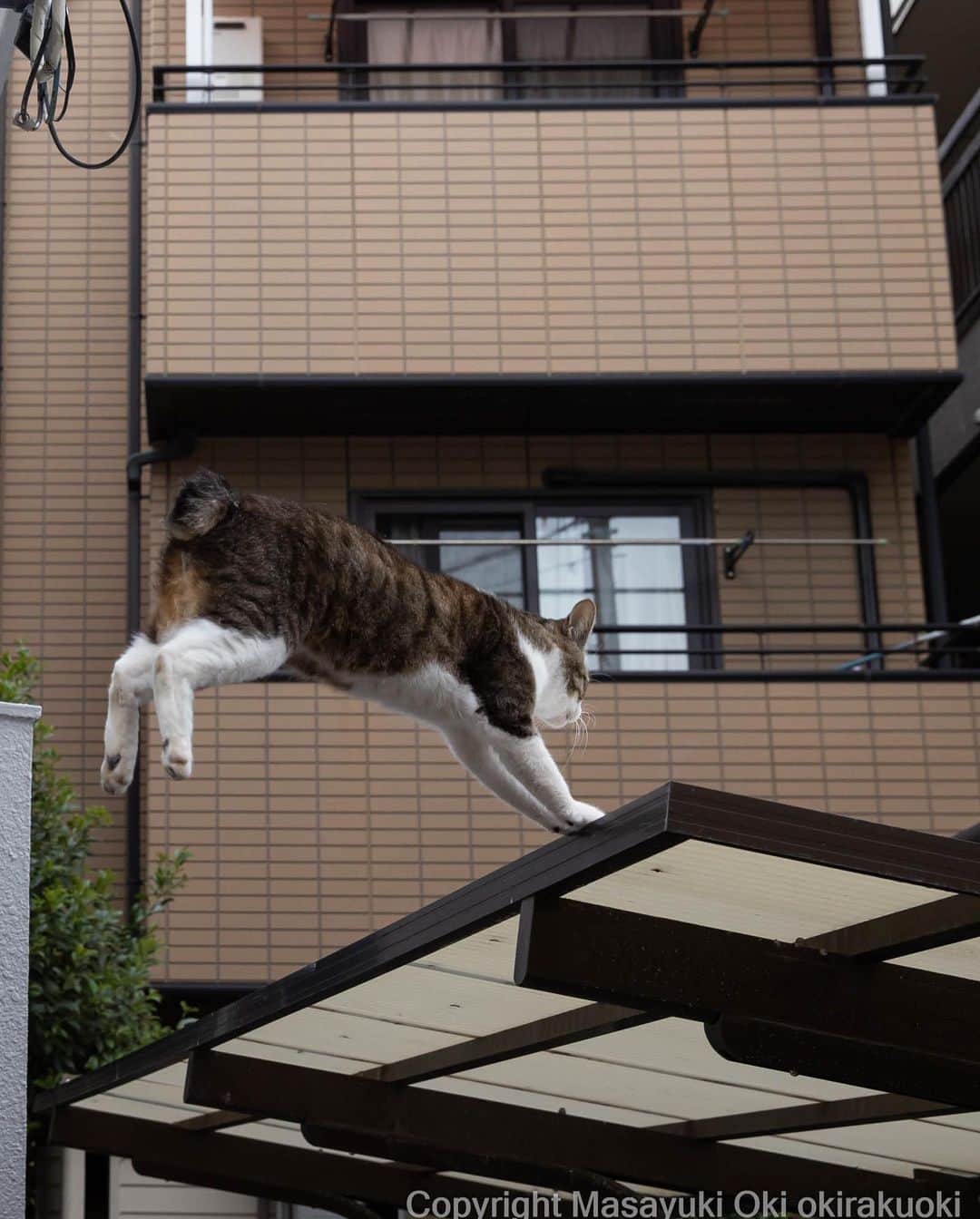 Masayukiさんのインスタグラム写真 - (MasayukiInstagram)「浮遊。  #cat #ねこ #猫 #東京カメラ部 #nekoclub  #mmgtw #my_eos_photo  #yourshotphotographer」7月6日 12時12分 - okirakuoki