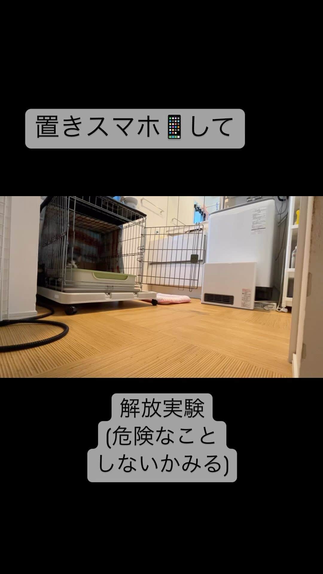 のインスタグラム：「おどおど  #約10分 #洗濯機まわしてます   #保護猫 #きじしろ#キジシロ#きじしろ男子」